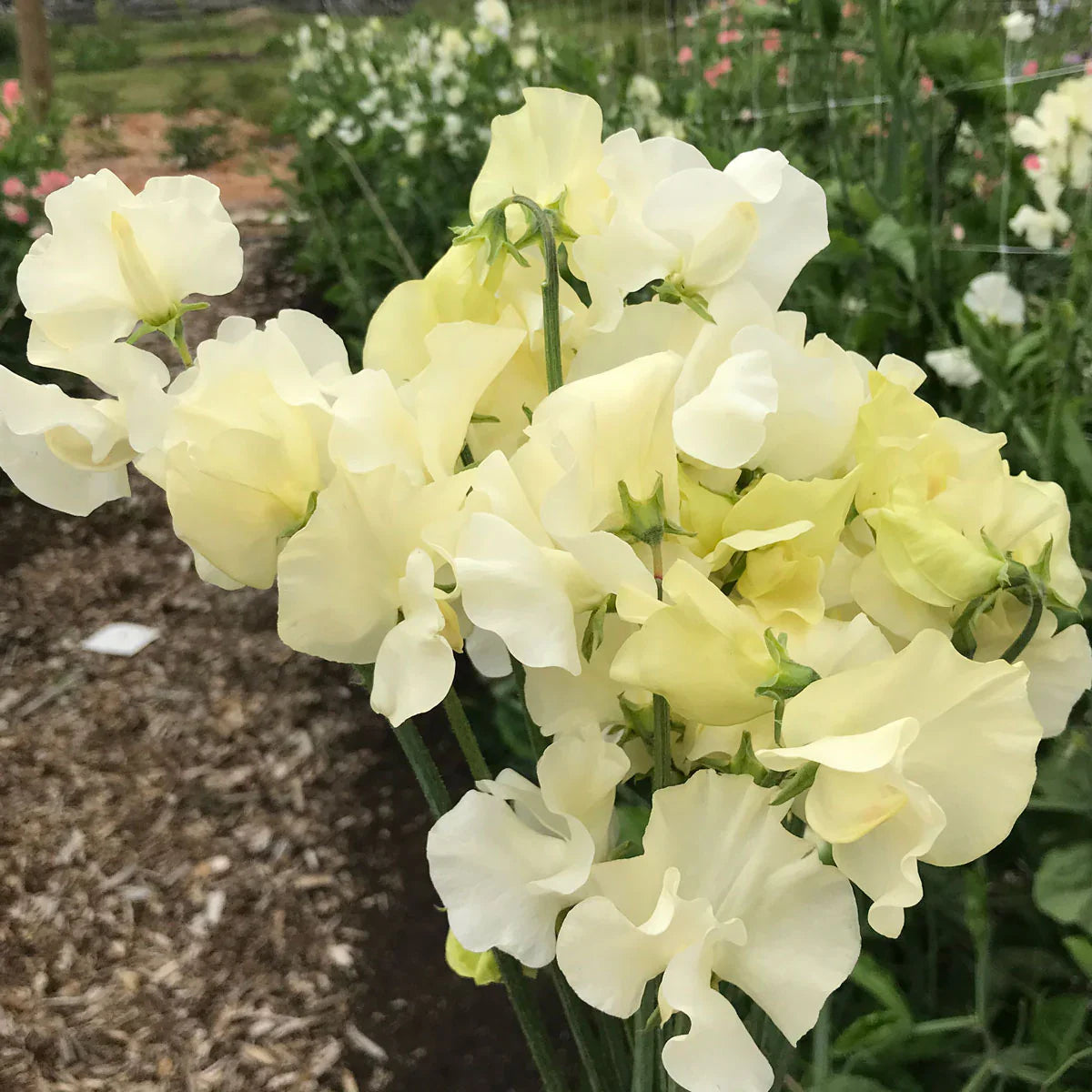Non-GMO Sweet Pea Light Yellow Seeds for Gardening