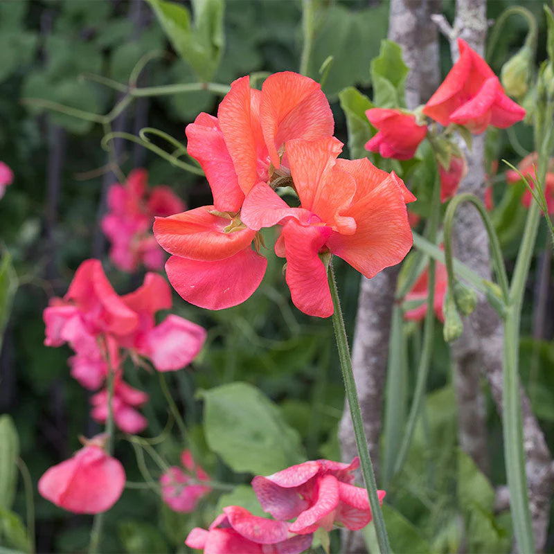Non-GMO Orange Sweet Pea Seeds for Gardening