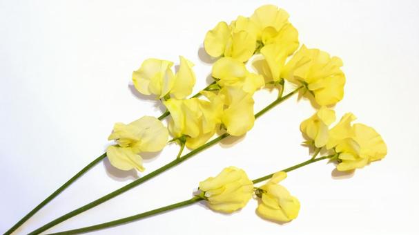 Non-GMO Sweet Pea Yellow Seeds for Gardening