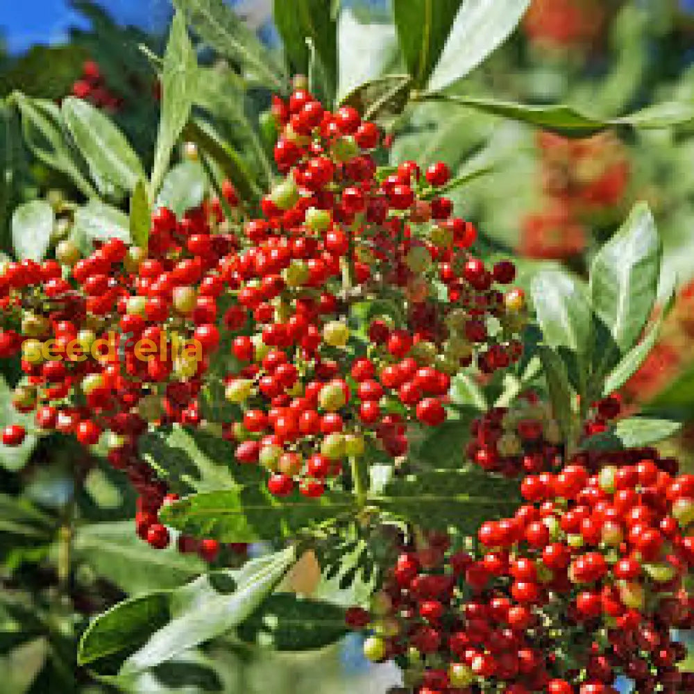 Non-GMO Terebinthifolius seeds for ornamental shrubs