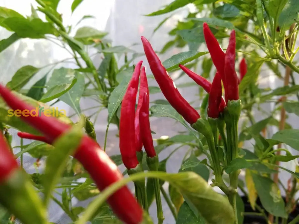 Non GMO Thai Dragon chile pepper seeds