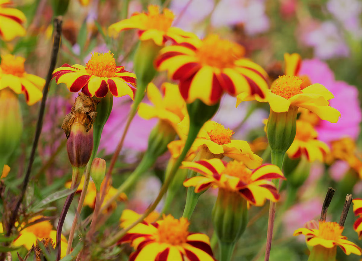 Non-GMO Thunbergia Coccinea Flower Seeds