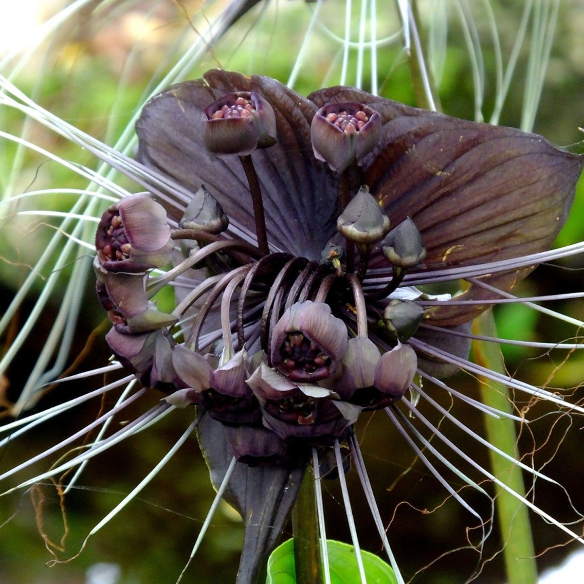 Non-GMO Tiger Orchid Seeds