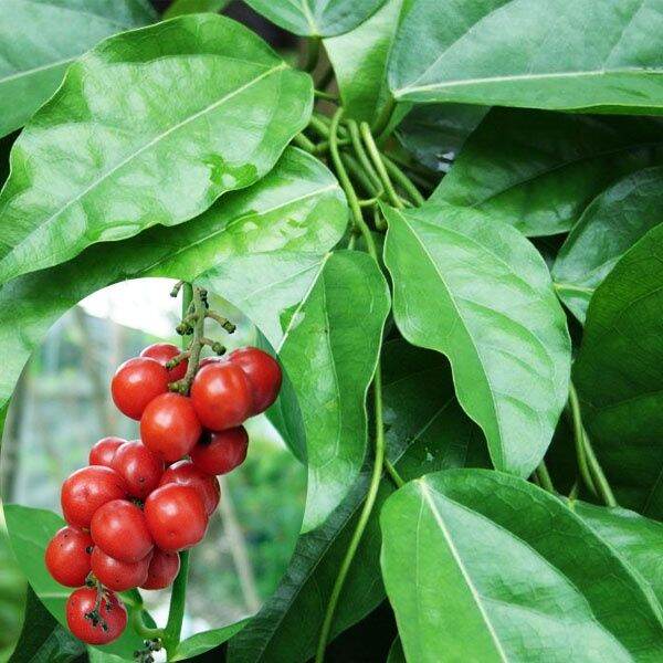 Non-GMO Tiliacora seeds for easy tropical cultivation