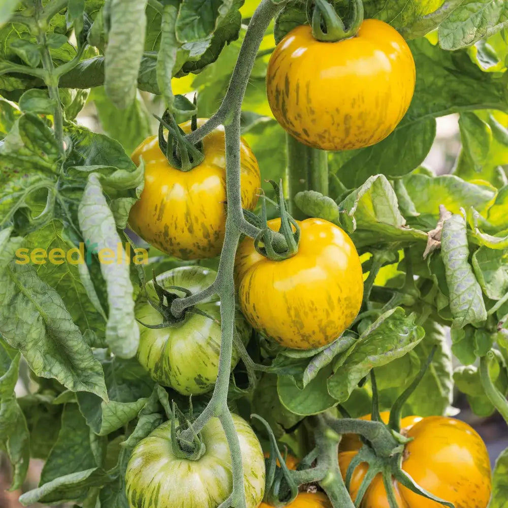 Non GMO Tomate Cebra seeds for home gardening
