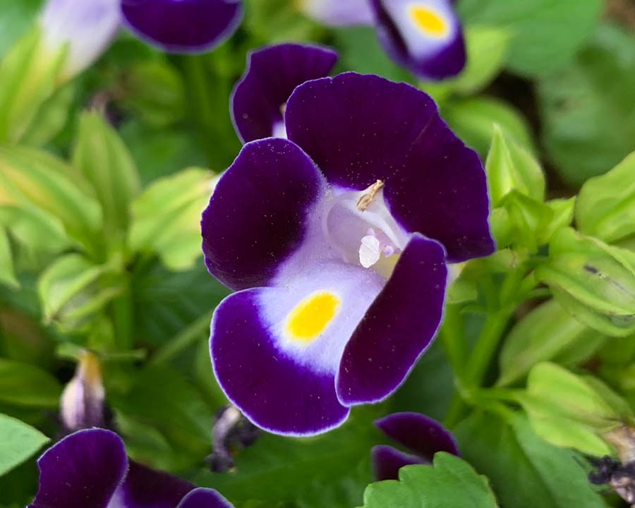 Non-GMO Torenia Kauai Flower Seeds