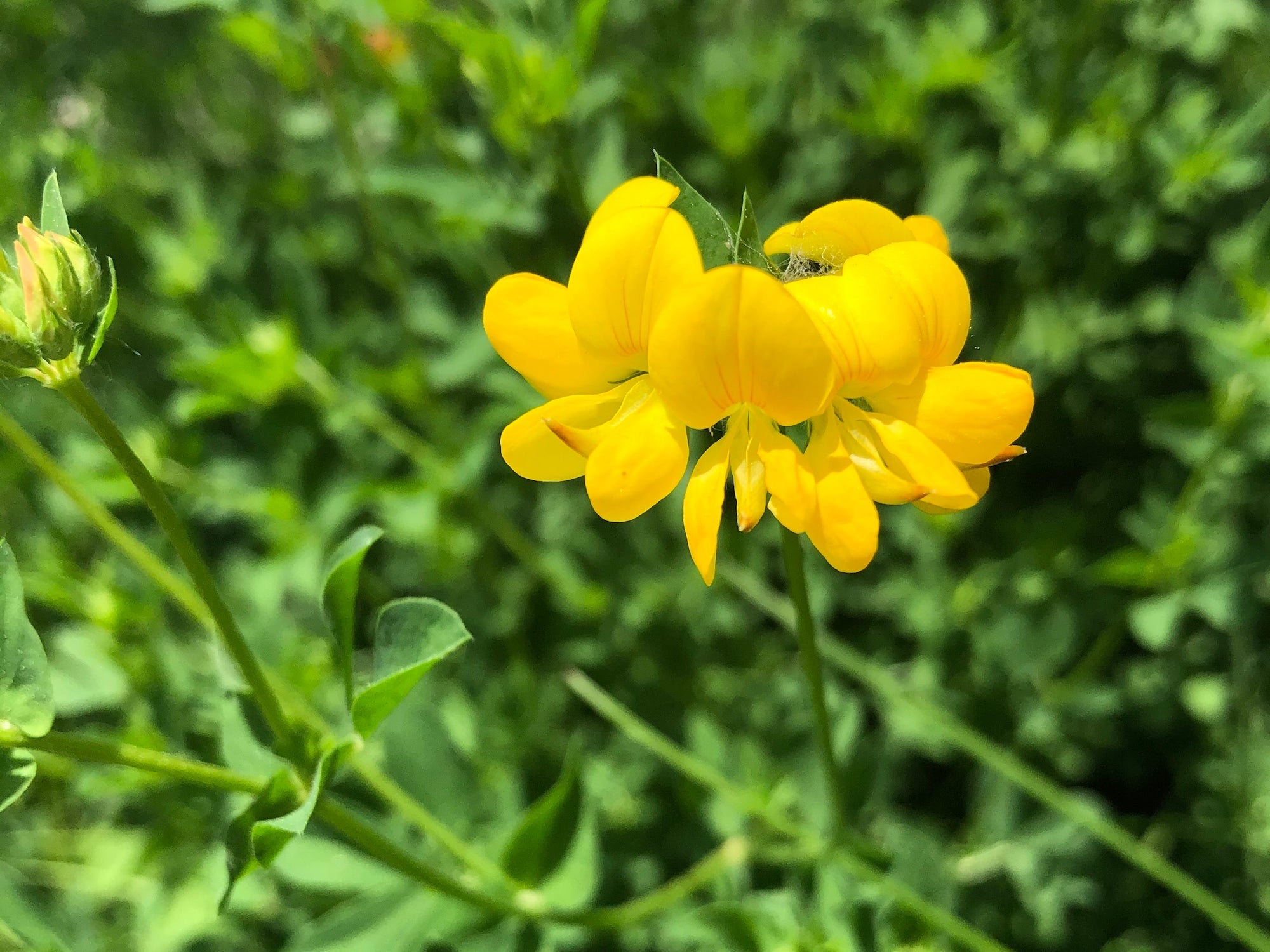 Non-GMO Trefoil Flower Seeds – Easy Growing Bright Flowers