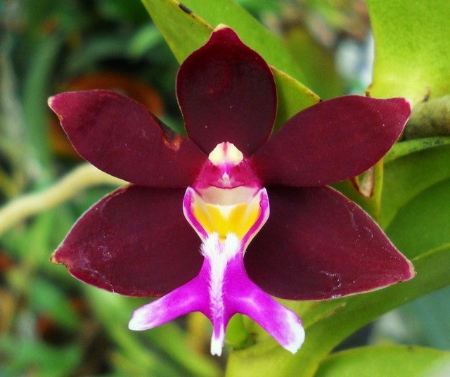 Non-GMO Trichoglottis Flower Seeds