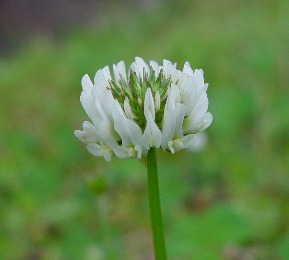 Non-GMO Trifolium Repens Seeds for Lawn and Ground Cover