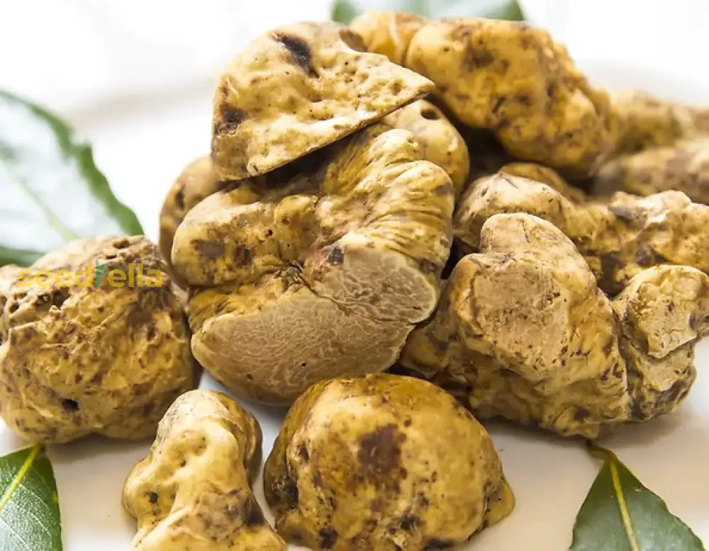 Non GMO Truffle seeds cultivation