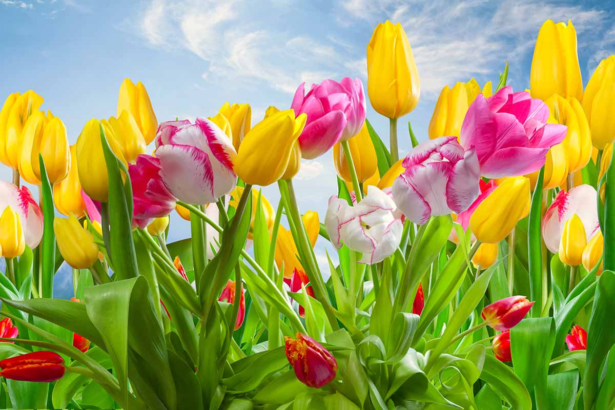 Non-GMO Yellow & Blue Tulip Seeds for Gardening