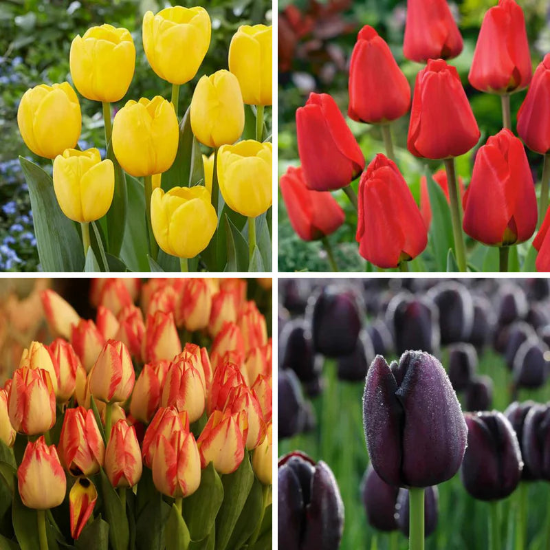 Non-GMO Tulip Seeds for Home Gardening