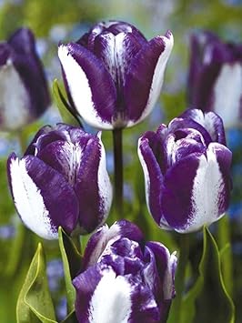 Non-GMO Tulip Seeds for Planting