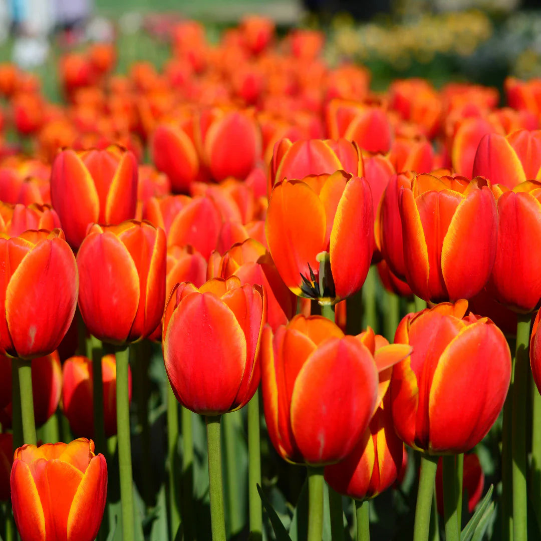 Non-GMO Orange Gray Tulip Seeds for Gardening