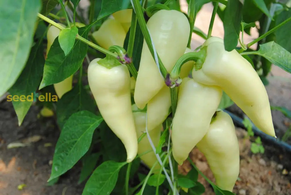 High germination Ungarische Weisse seeds for gardening