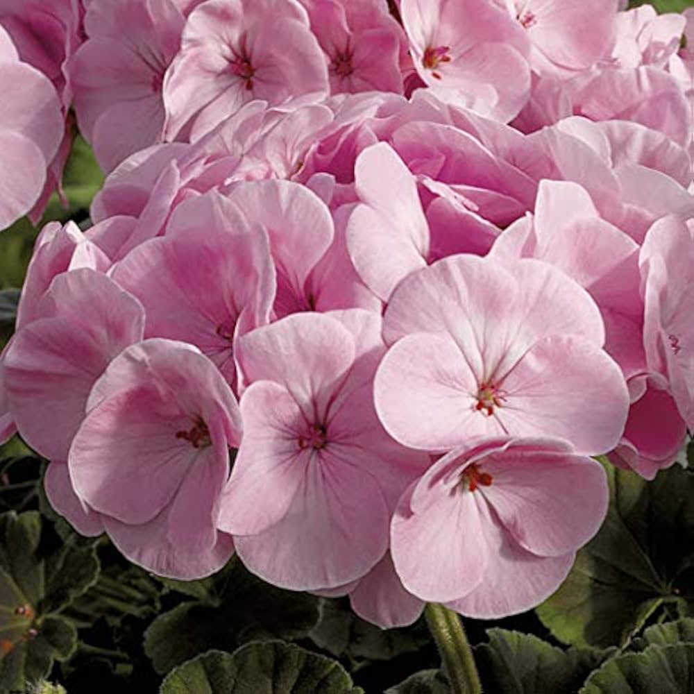 Non-GMO Univalve Geranium Seeds for Home Gardening