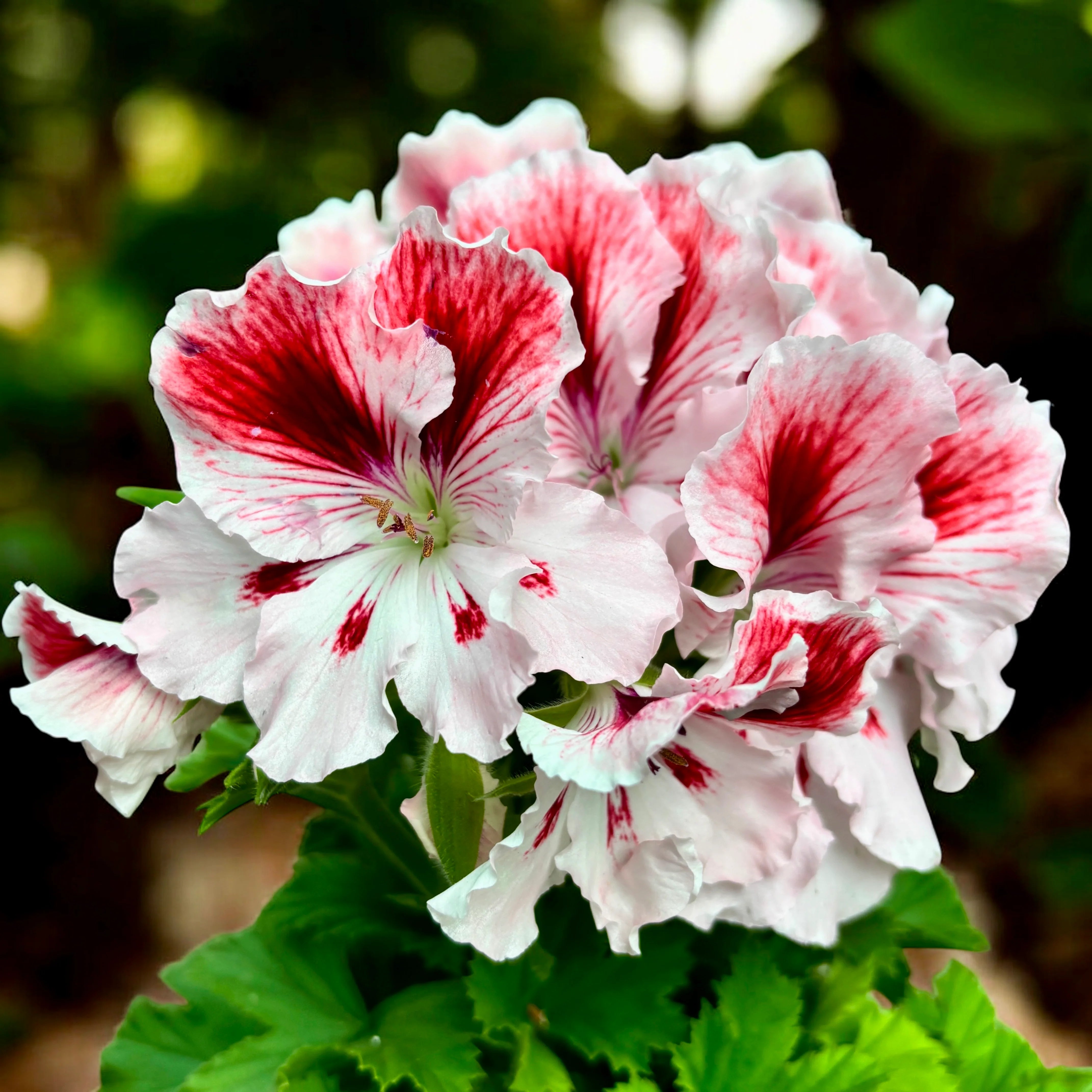Non-GMO Red White Univalve Geranium Seeds
