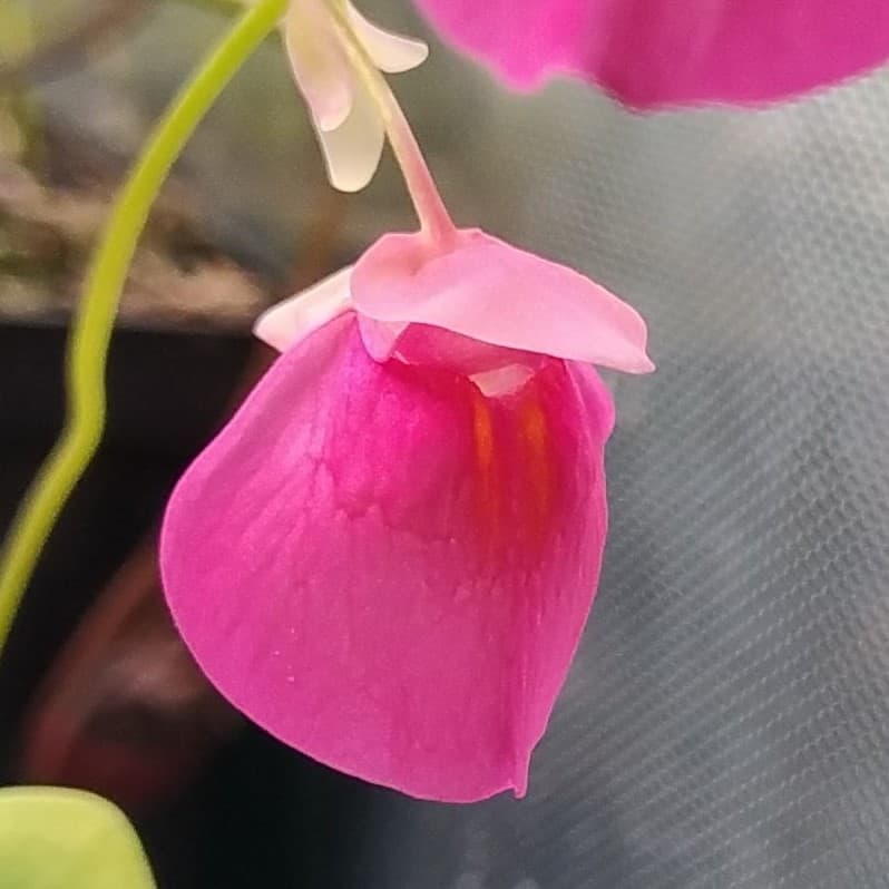 Non Gmo Utricularia Orange Seeds