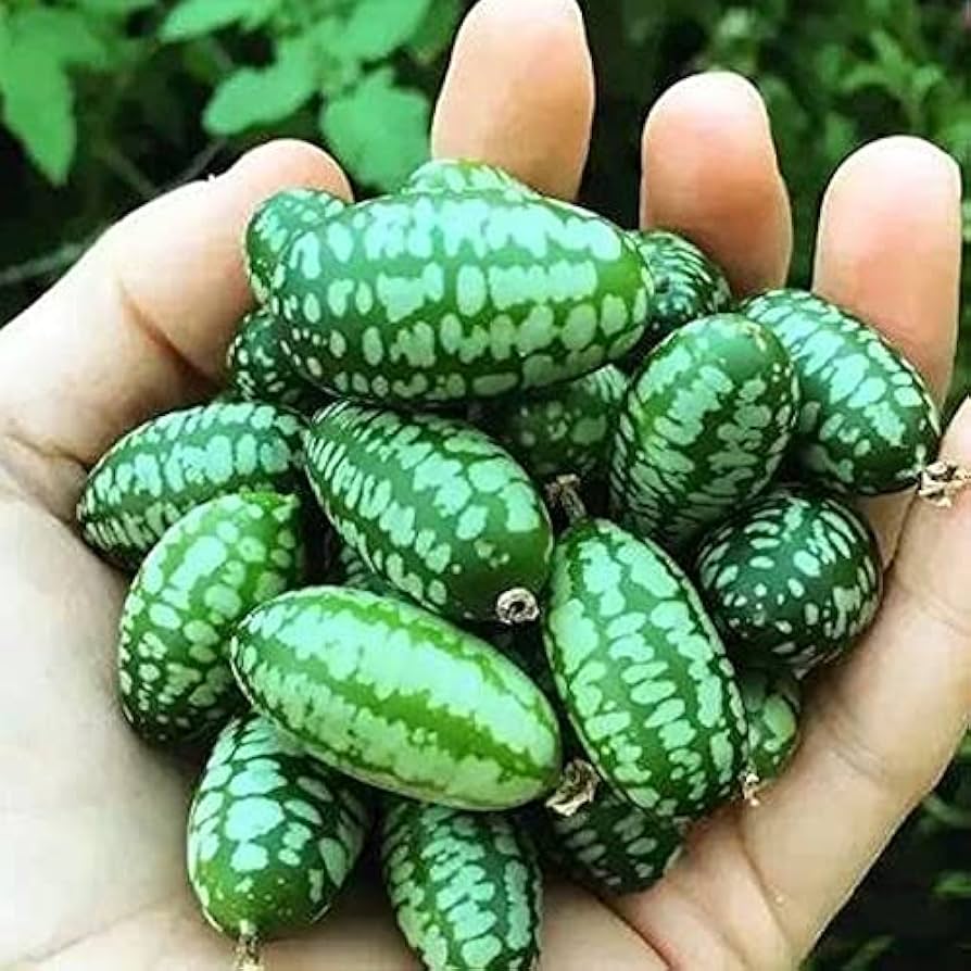 Non-GMO Uzbek melon seeds for home garden