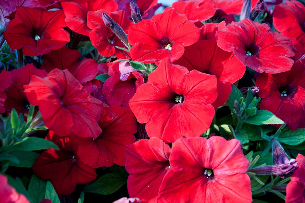 Non-GMO Velour Petunia Flower Seeds