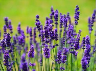 Non-GMO Vera Lavender flower seeds for dry sunny gardens