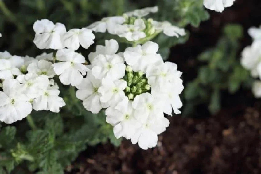 Non-GMO Verbena Hybrida Seeds for Planting