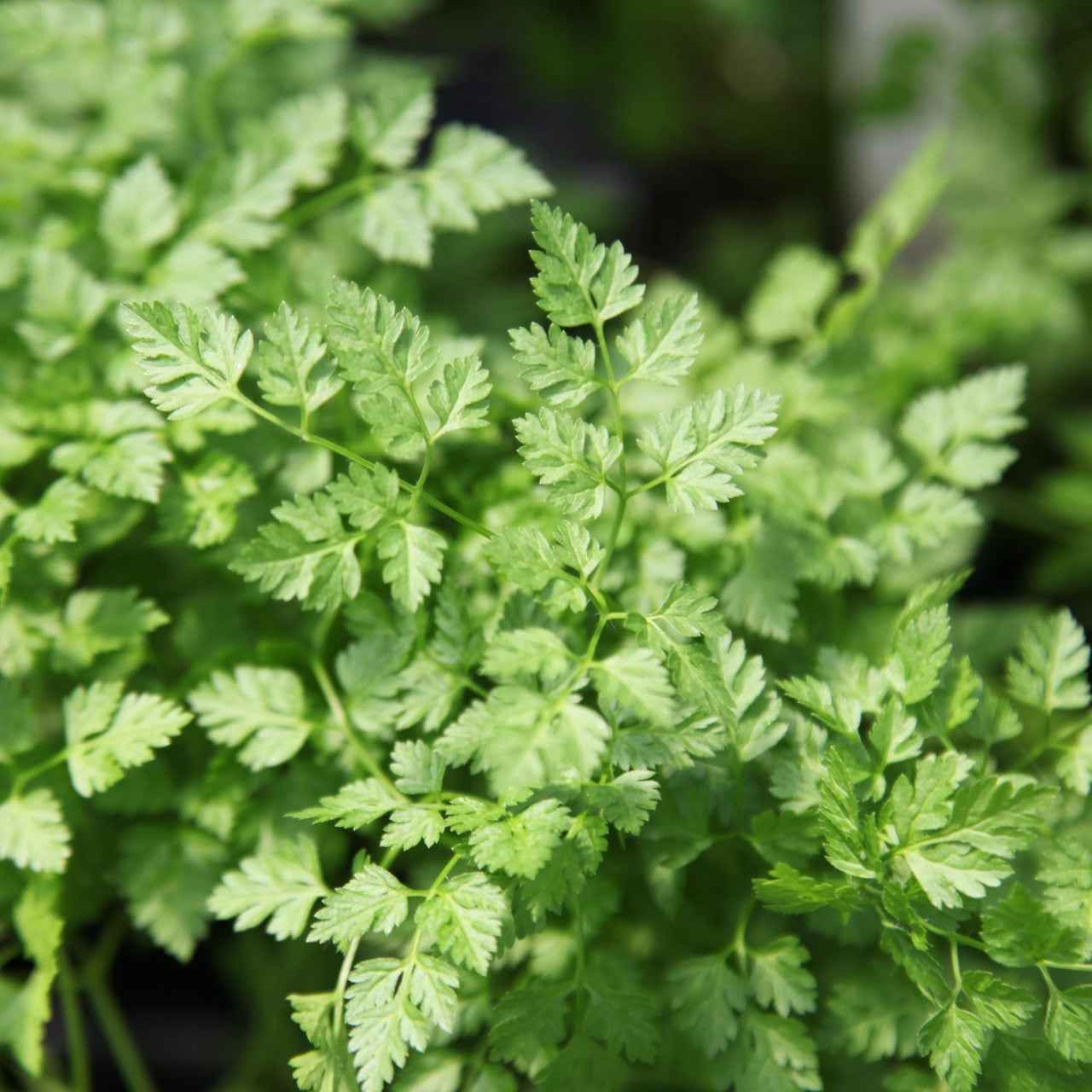 Non-GMO Vertissimo Chervil seeds for outdoor and container gardening