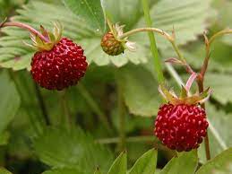 Non-GMO Vesca Baron Solemacher Strawberry Seeds for home garden