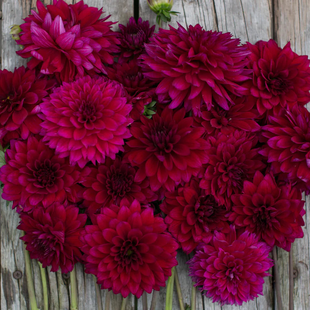 Premium Non-GMO Vibrant Purple Dahlia Seeds