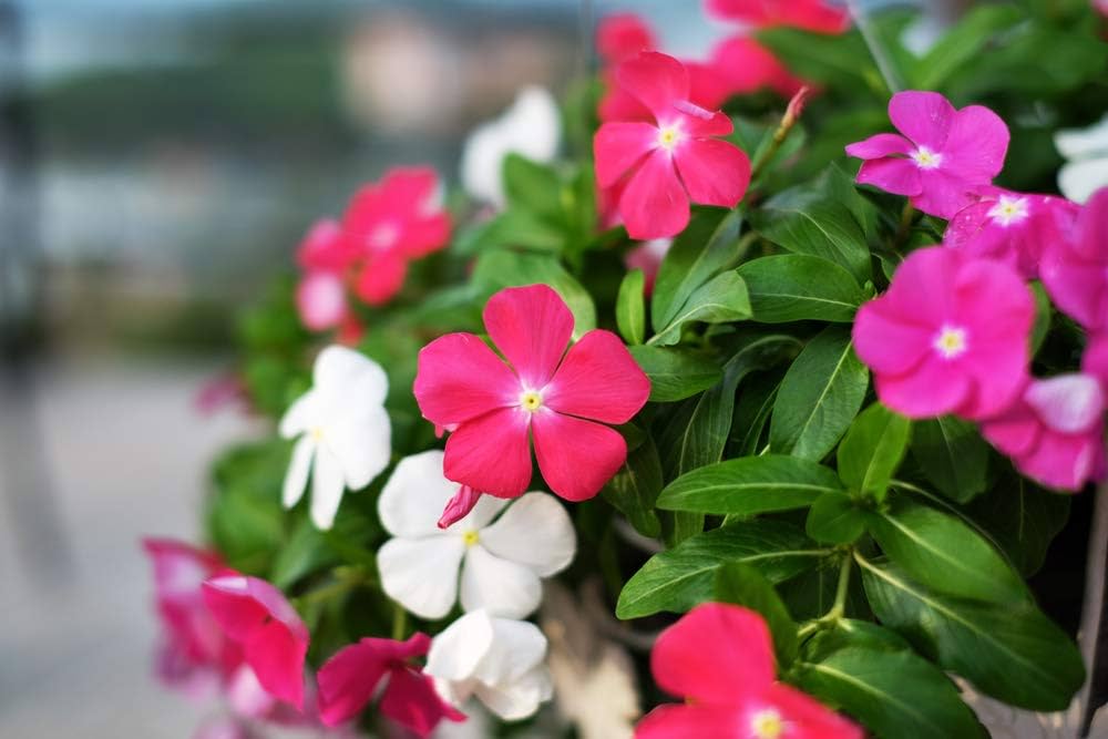 Premium Non-GMO Vinca Mix Seeds for Planting