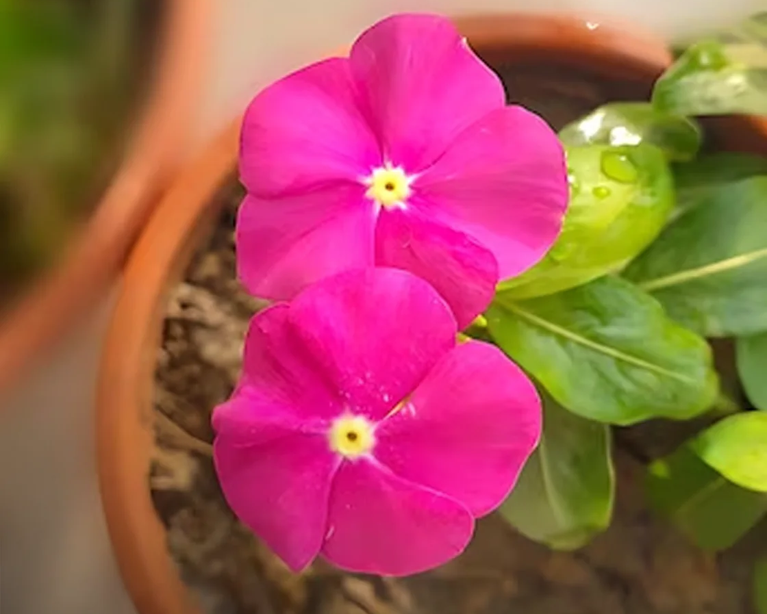Non-GMO Vinca Victory Flower Seeds