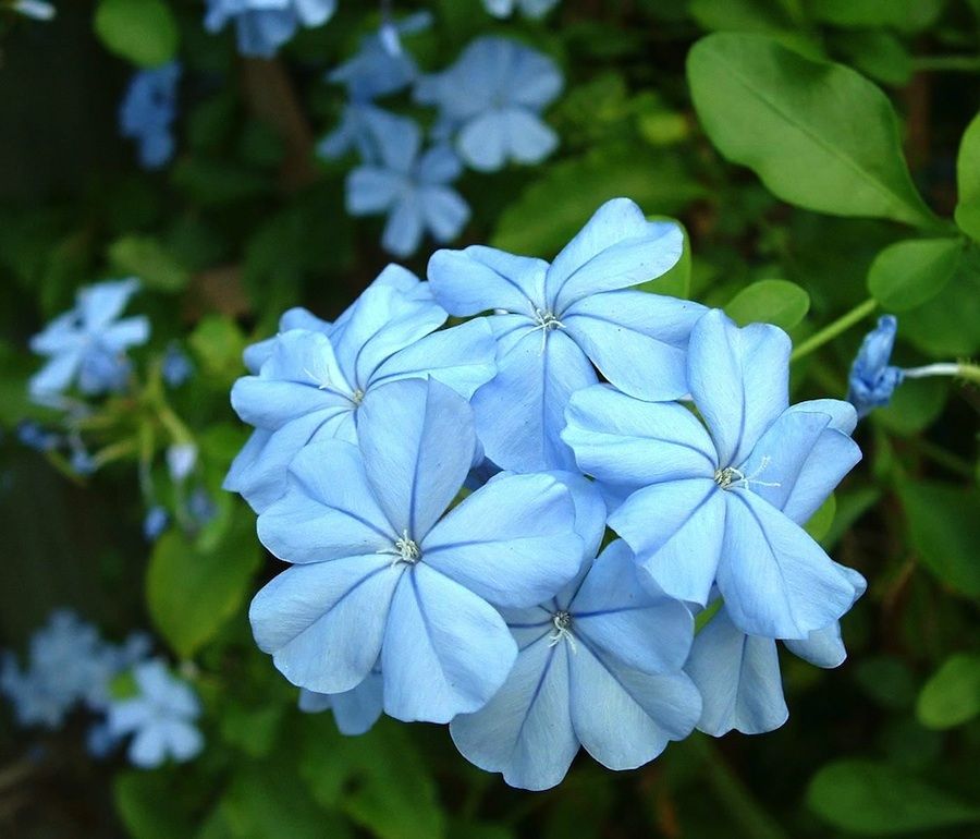 Premium Non-GMO Light Blue Vinca Seeds
