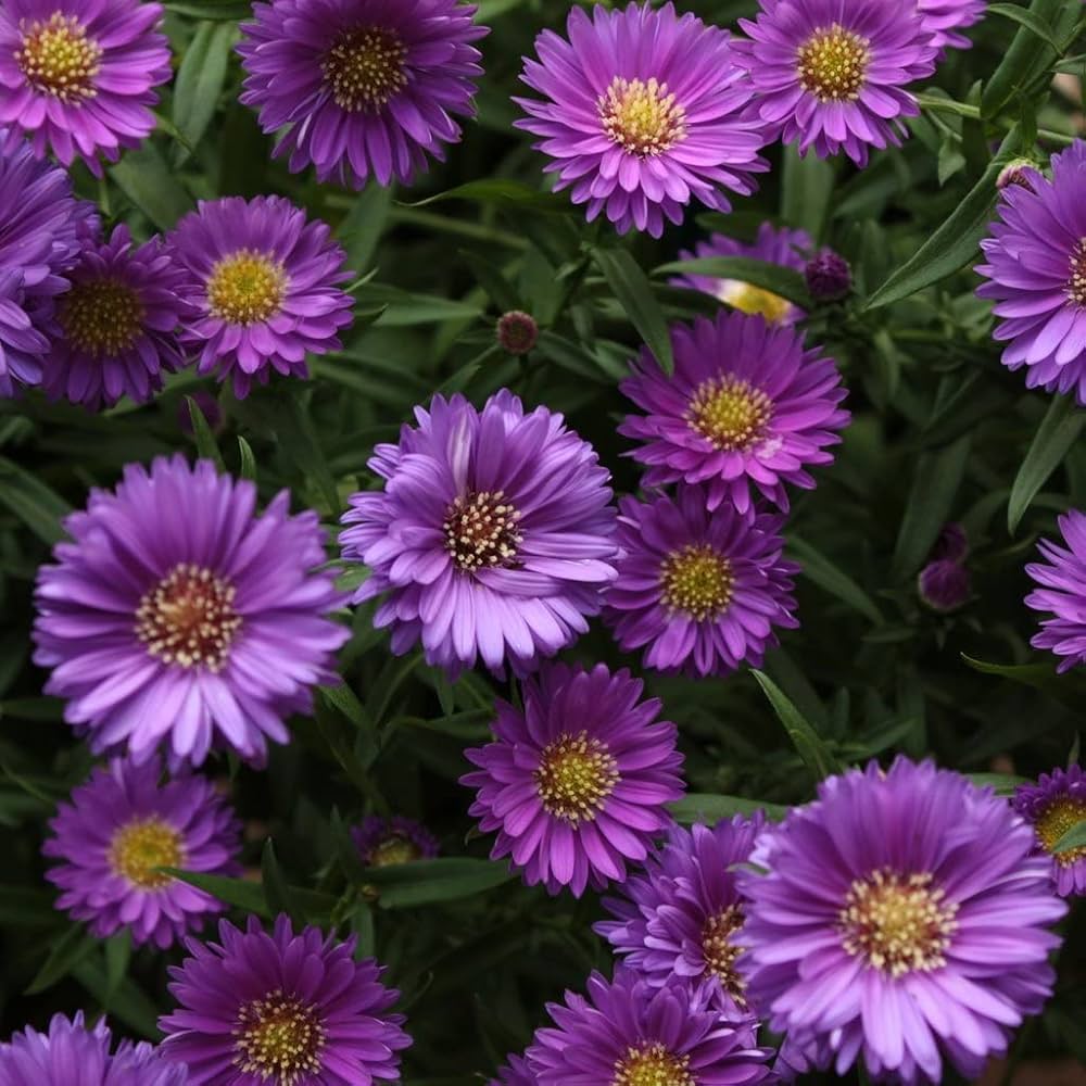 Non Gmo Violet Aster Seeds