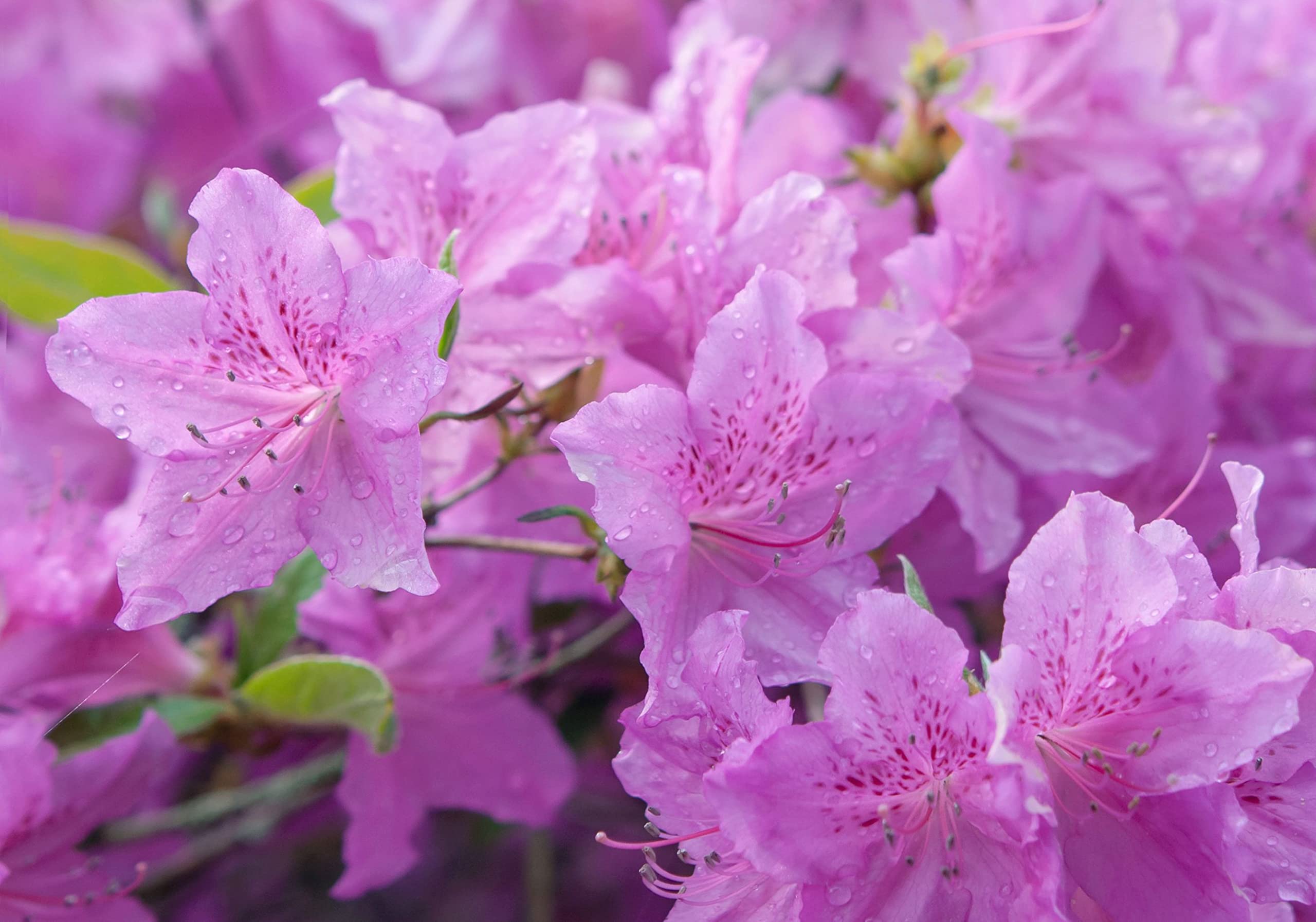 Non-GMO Violet Azalea Flower Seeds