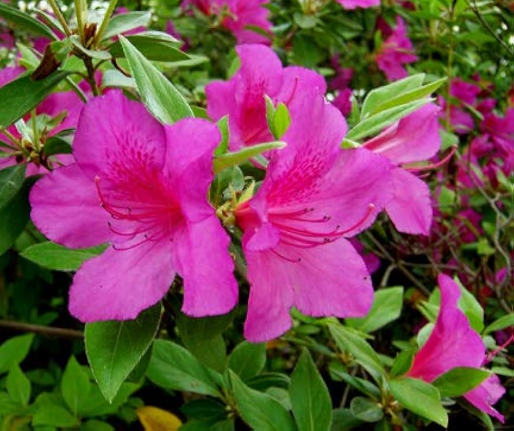 Non-GMO Violet Azalea Flower Seeds