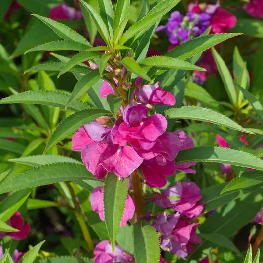 Non-GMO Violet Balsam Flower Seeds for Gardening