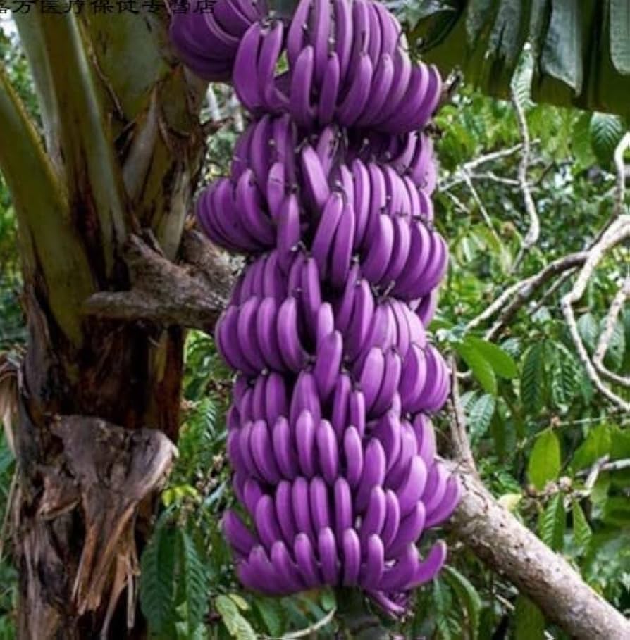 Non-GMO violet banana seeds for tropical garden planting