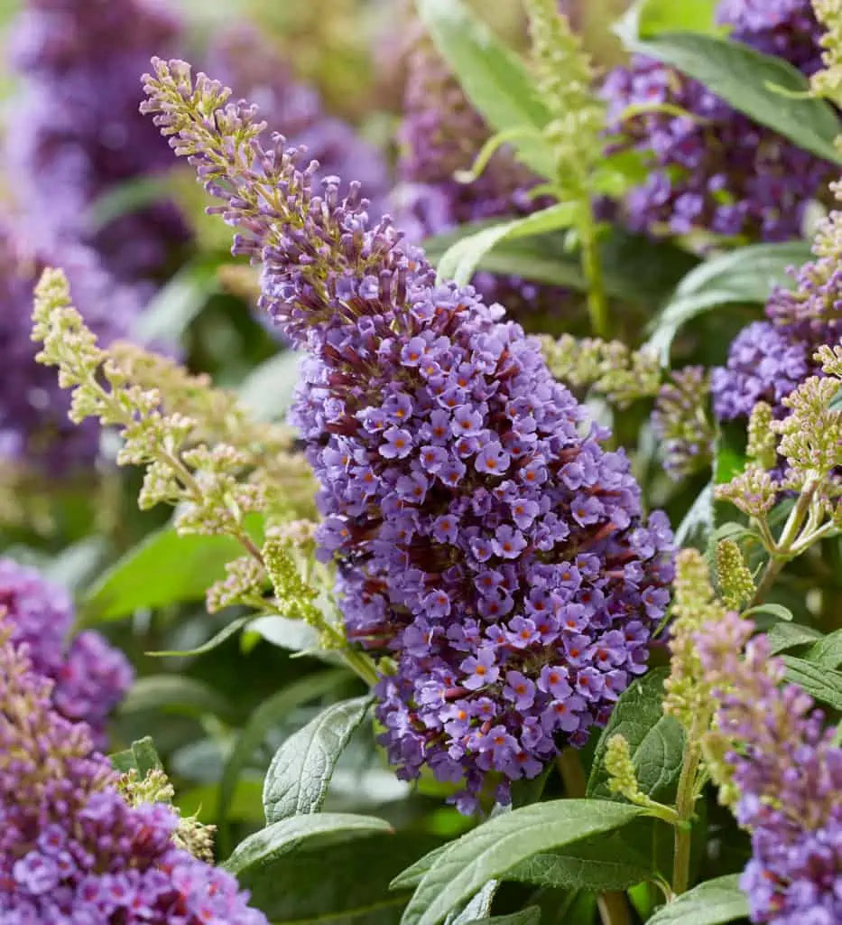 Non-GMO Violet Buddleia Seeds for Home Gardening