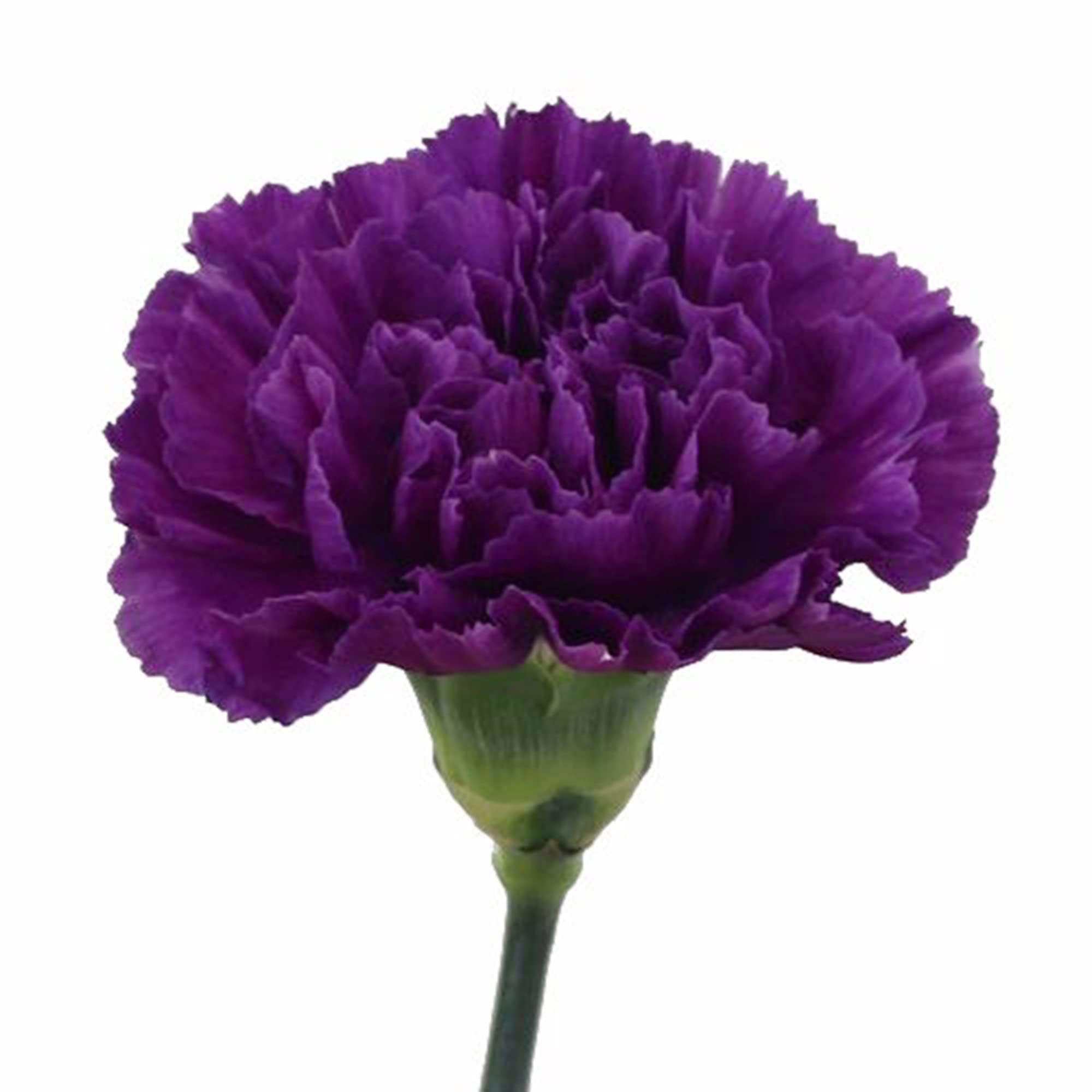 Non-GMO Violet Carnation Seeds