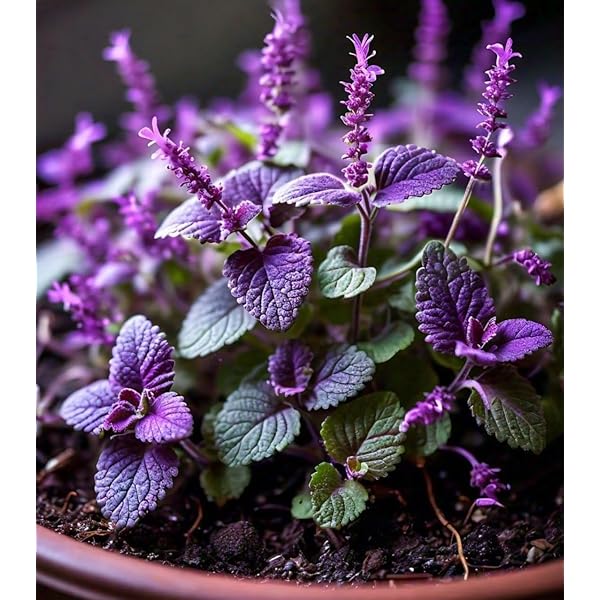 Non Gmo Violet Catmint Seeds