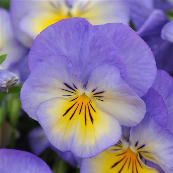 Non Gmo Violet Flower Seeds
