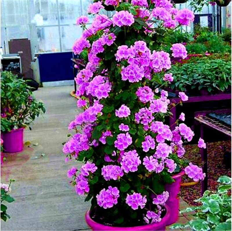 Non-GMO Violet Geranium Seeds for Home Gardening