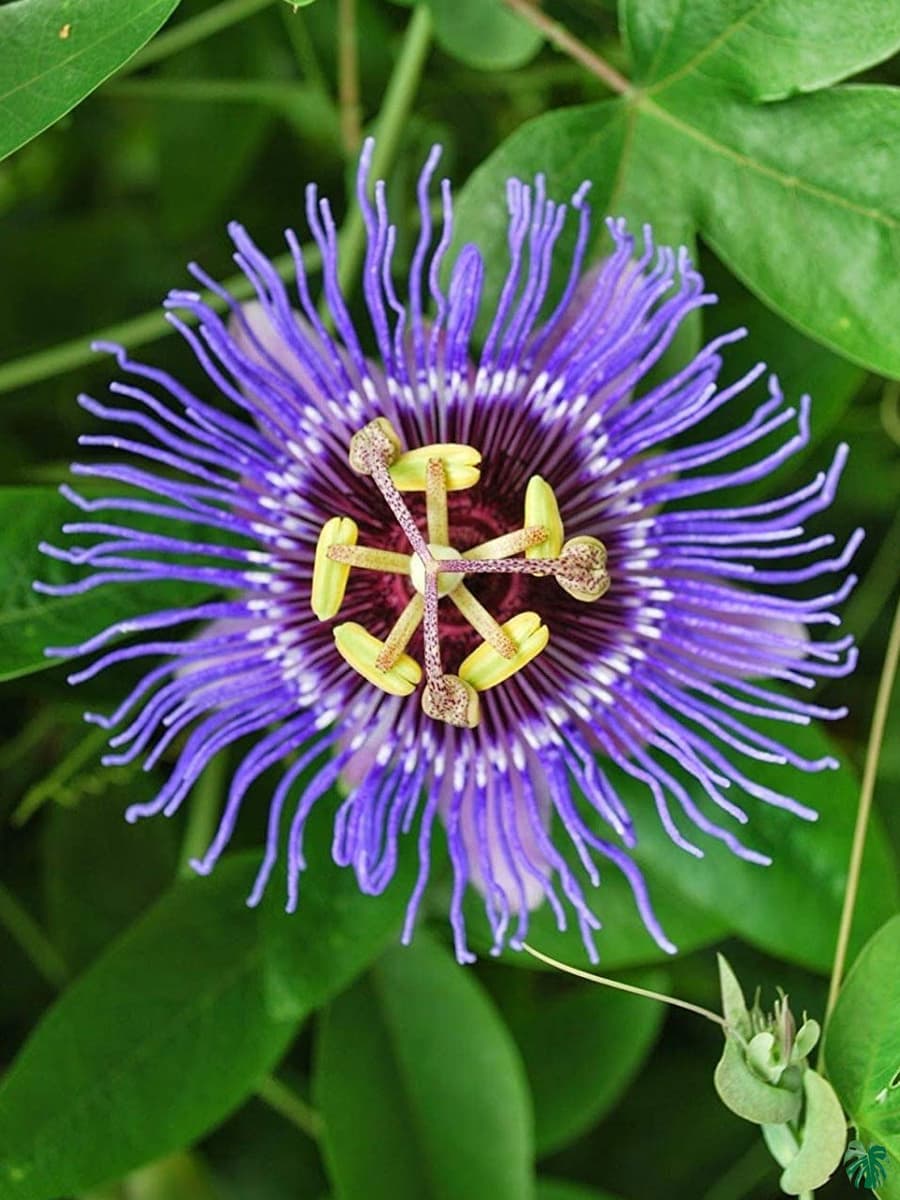 Non-GMO Violet Passion Flower Seeds for Home Gardening