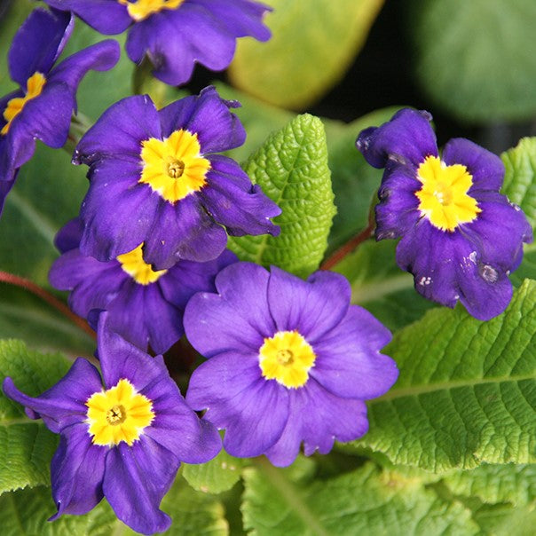 Non Gmo Violet Primrose Seeds