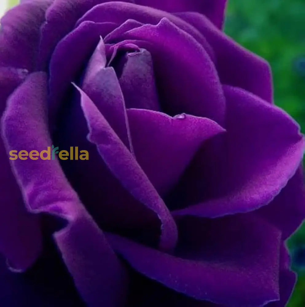Non Gmo Violet Rose Seeds