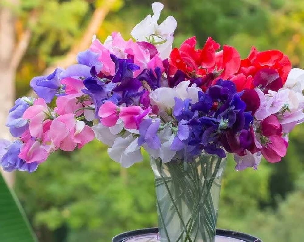 Non-GMO Violet Sweet Pea Seeds for Gardening