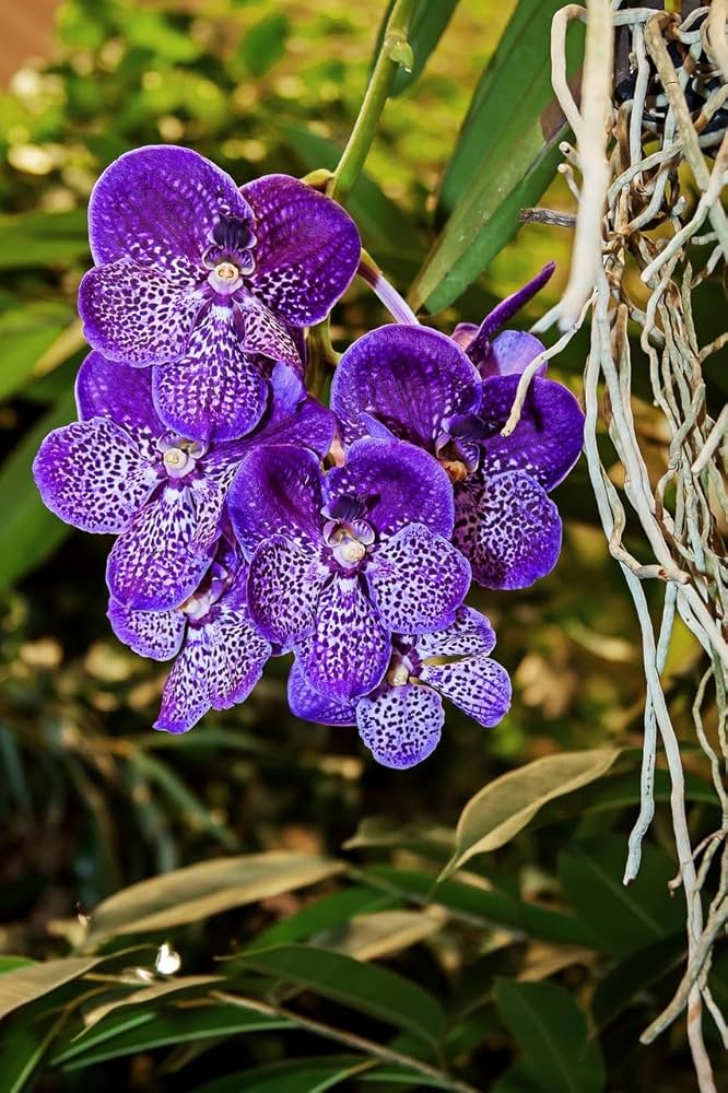 Non Gmo Violet Vanda Seeds