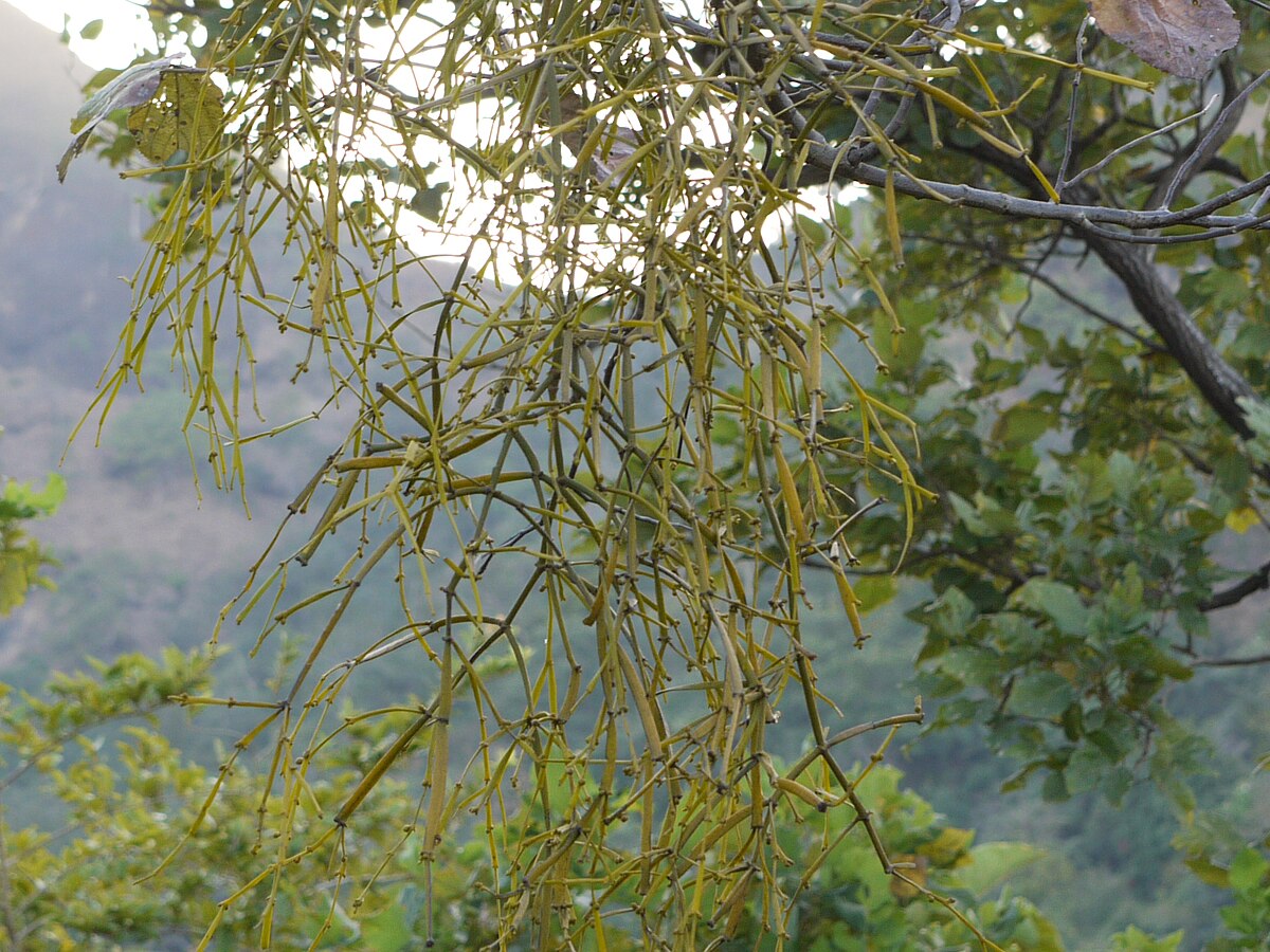 Non-GMO Viscum Articulatum Mistletoe Seeds