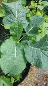 Non-GMO Walking Stick Kale ornamental seeds