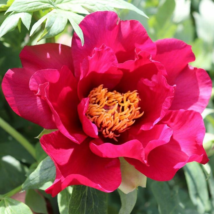 Non-GMO Walter Mains Seeds for Home Gardening